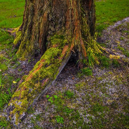Trunk of old park tree close-up.の写真素材