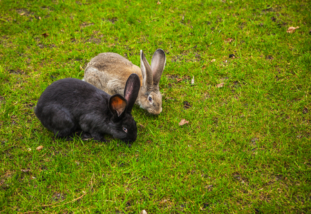 Adult rabbits on green lawn in park.の写真素材
