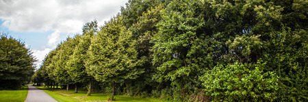 Beautiful traditional Dutch landscape and nature. Panorama.