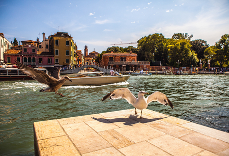 Seagull on old city pier in Venice.のeditorial素材