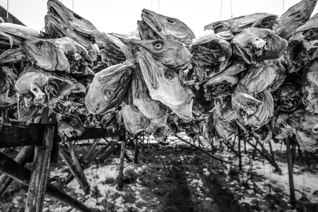 Traditional outdoor drying Norwegian cod. Black-white close-up photo.の写真素材