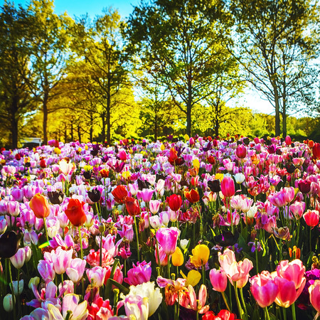 Blooming Garden of Europe, Keukenhof park. Netherlands.の写真素材