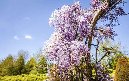 Blooming Garden of Europe, Keukenhof park. Netherlands.のeditorial素材