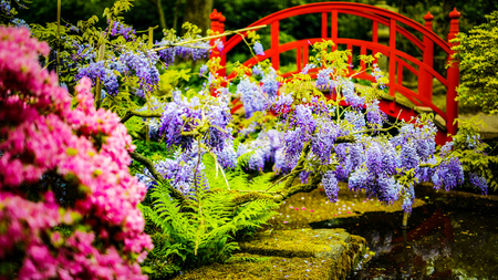 Traditional Japanese Garden.の写真素材