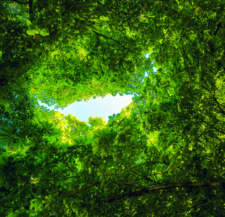 Leaves of trees abstract nature background.の写真素材