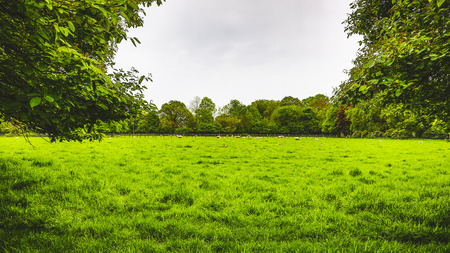 Green agricultural field with farm animals on a cloudy day.の写真素材