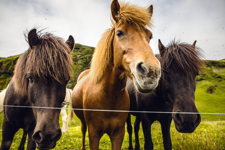 Horses in open pasture in Iceland.の写真素材