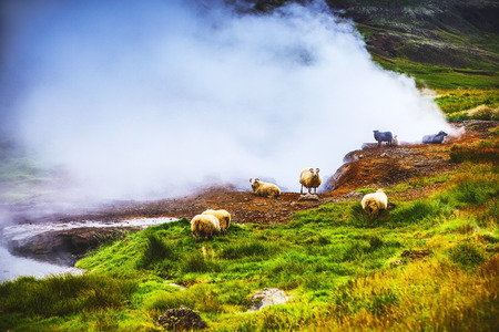 Scenic Icelandic meadows with sheep and rams in landscape fields.
