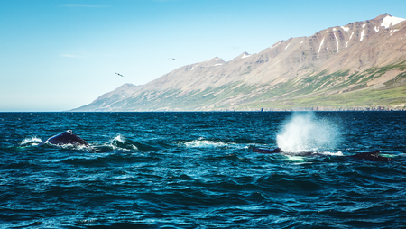Whales on water in gulf of Iceland.の写真素材