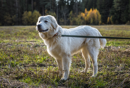 Tatra Shepherd Dog walking outdoor.