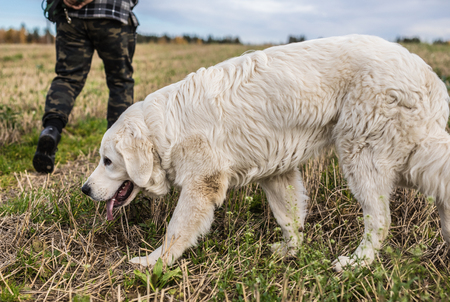 Tatra Shepherd Dog walking outdoor.