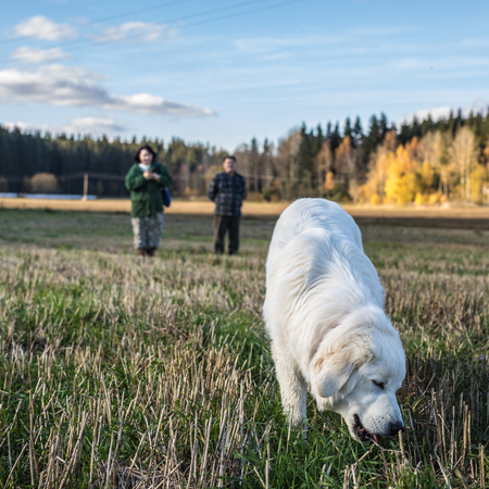 Tatra Shepherd Dog walking outdoor.