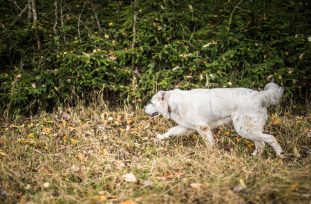 Tatra Shepherd Dog walking outdoor.