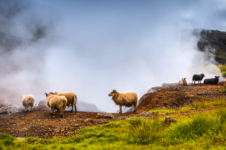 Scenic Icelandic meadows with sheep and rams in landscape fields.の写真素材