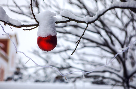 Snow covered Christmas red ball in garden tree.の写真素材