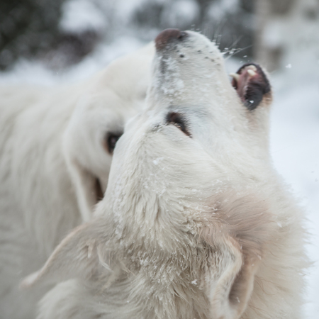 Young couple of Tatra Shepherd Dog in winter snowy garden.