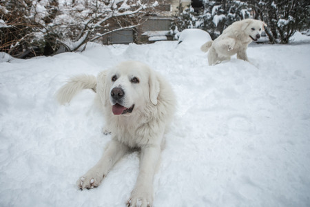 Young couple of Tatra Shepherd Dog in winter snowy garden.