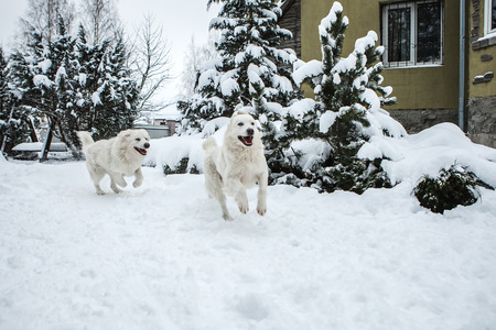 Young couple of Tatra Shepherd Dog in winter snowy garden.