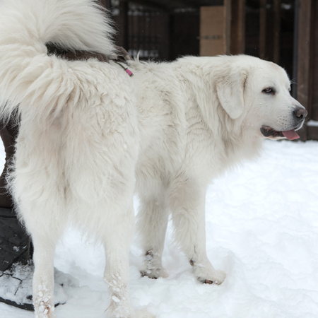 Young Tatra Shepherd Dog in winter snowy garden.