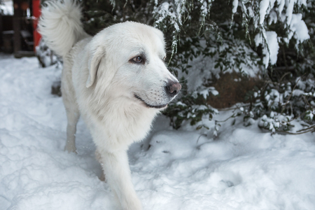 Young Tatra Shepherd Dog in winter snowy garden.
