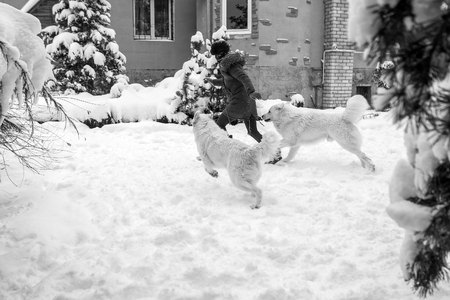 Young girl play with Tatra Shepherd Dog in winter snowy garden.の写真素材