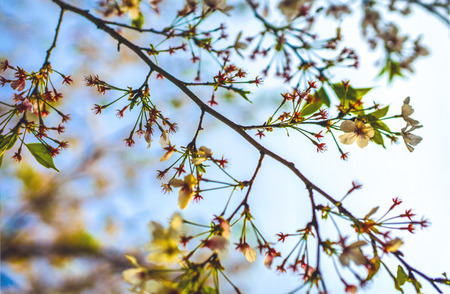 Sakura blossom in Chinese park.