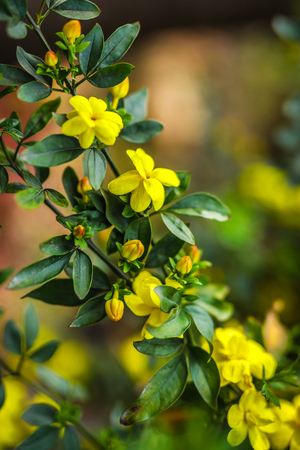 Bright spring floral background close-up.の写真素材