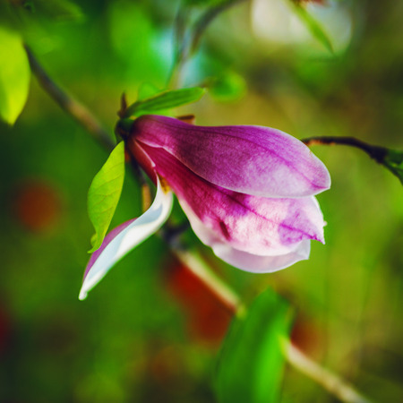 Bright spring floral background close-up.の写真素材