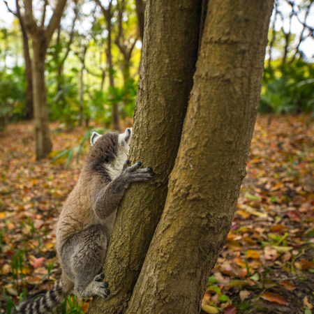 Lemur in wild at tropical park.