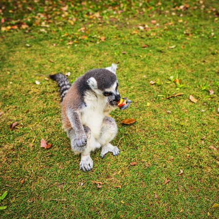 Lemur in wild at tropical park.の写真素材