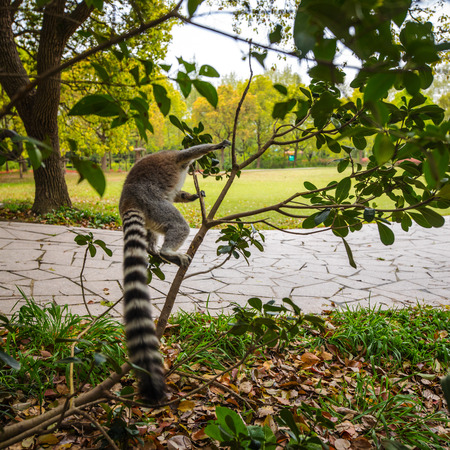 Lemur in wild at tropical park.の写真素材