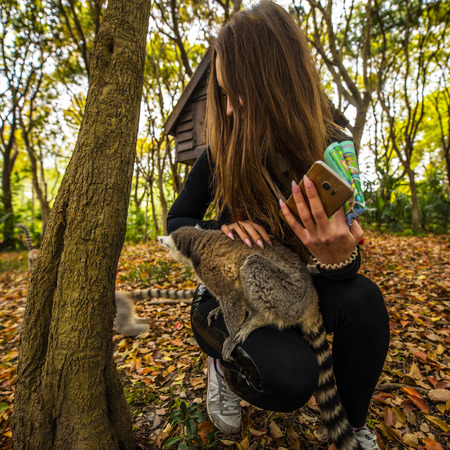 Lemur in wild at tropical park.の写真素材