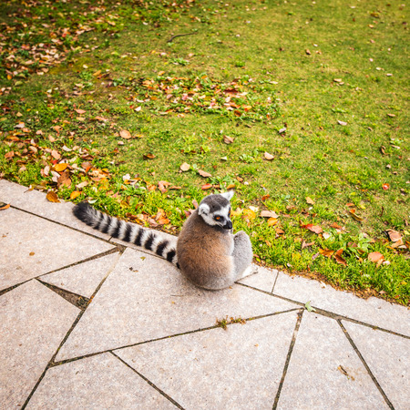 Lemur in wild at tropical park.