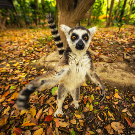 Lemur in wild at tropical park.
