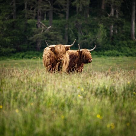 Domestic Scottish highland cattle walk on nature.の写真素材