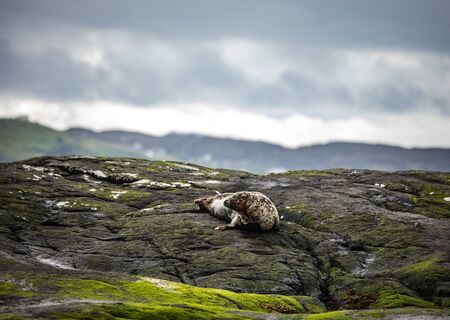 Scottish fur seals resting on coastal stonesの写真素材