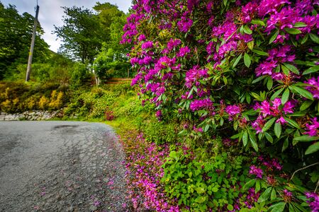 Traditional Scottish Mountains Flowers and bushes close-up