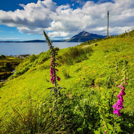 Traditional Scottish Mountains Flowers and bushes close-up.