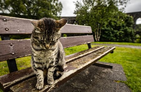 Street cat in Scottish park on rainy dayの素材 [FY310141192304]