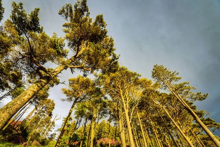 Picturesque landscape of a mountain forest with traditional nature of Scotland