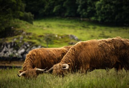 Domestic Scottish highland cattle walk on natureの写真素材