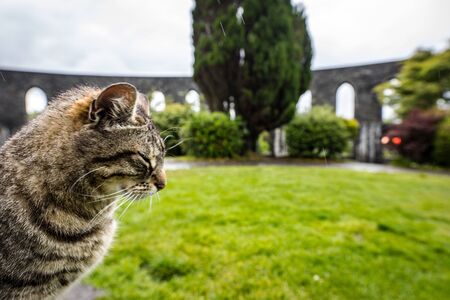 Street cat in Scottish park on rainy day