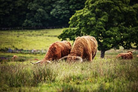 Domestic Scottish highland cattle walk on nature.の写真素材