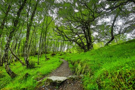 Picturesque landscape of a mountain forest with traditional nature of Scotland.