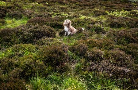 Scottish dog sitting in field in the wind.の写真素材