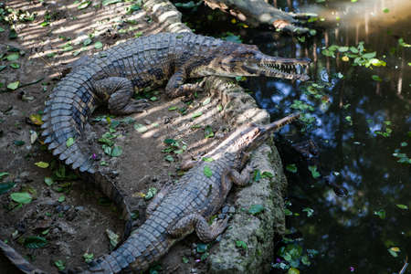 INDONESIA, BALI - JANUARY 20, 2011: Alligators at the Bali Zoo.