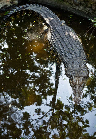 INDONESIA, BALI - JANUARY 20, 2011: Alligators at the Bali Zoo.のeditorial素材