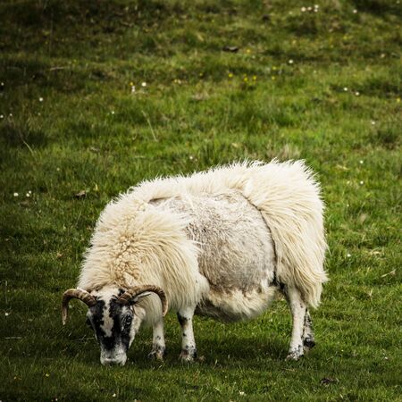 Scenic Scotland meadows with sheep in traditional landscape.の写真素材