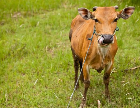 Balinese domestic cow resting on green grass.の写真素材