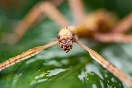 Huge grasshopper in green leaf. Macro photoの写真素材